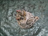ALTERNATOR DACIA 1300 