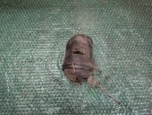 PROIECTOR CEATA STANGA VOLKSWAGEN POLO 9N OEM: 6Q0941699.