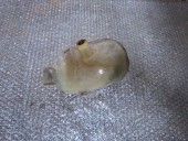 VAS EXPANSIUNE OPEL CORSA C OEM: 09129170.