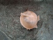 VAS EXPANSIUNE SKODA FABIA OEM: 6Q0121407A.